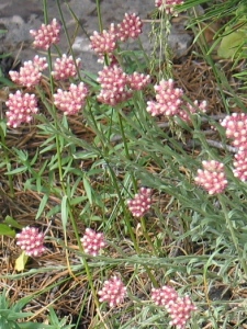 Antennaria rosea